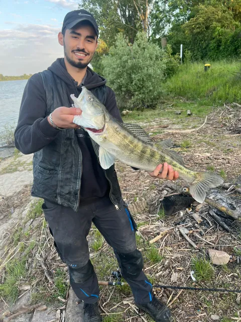 Zander