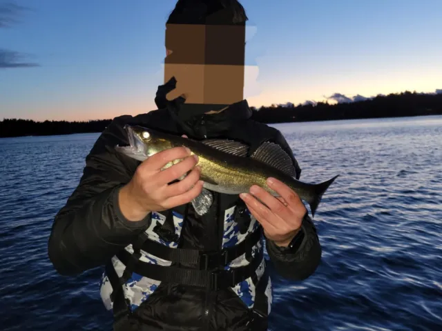 Zander