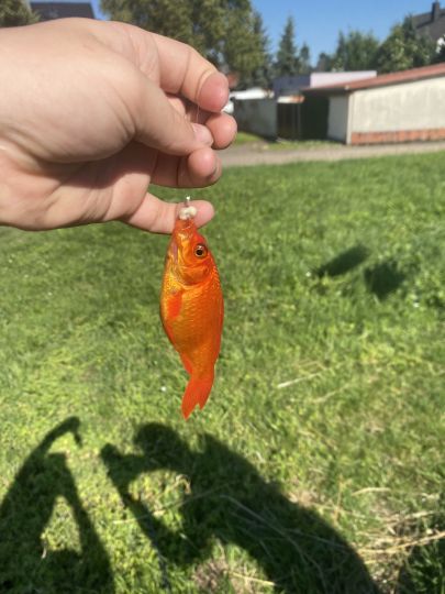 Goldfisch