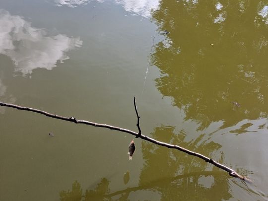 Karausche