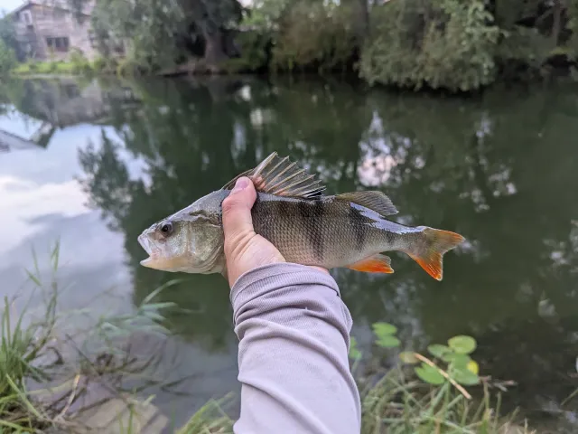 Flussbarsch
