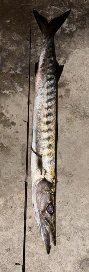 Barrakuda