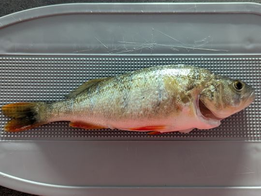 Flussbarsch
