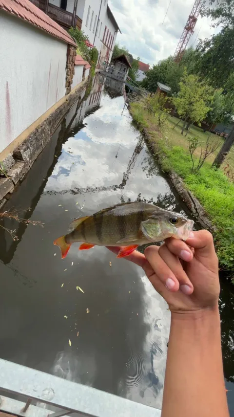 Flussbarsch