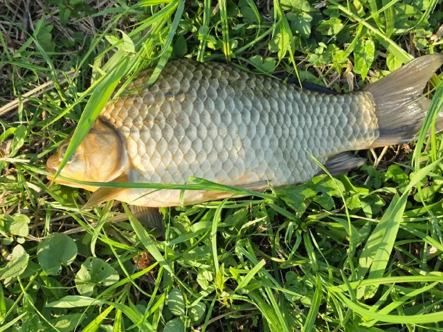 Giebel