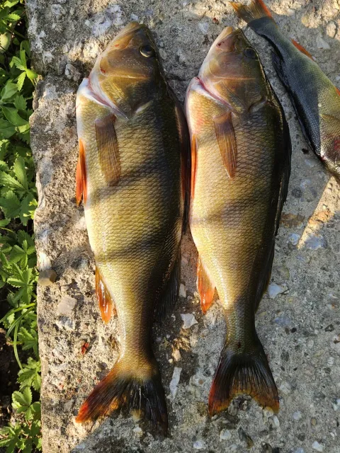 Flussbarsch