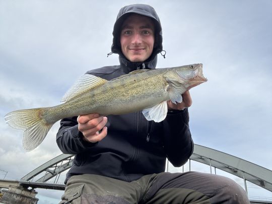 Zander