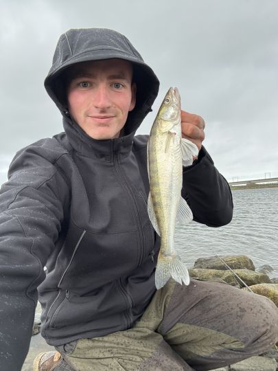 Zander