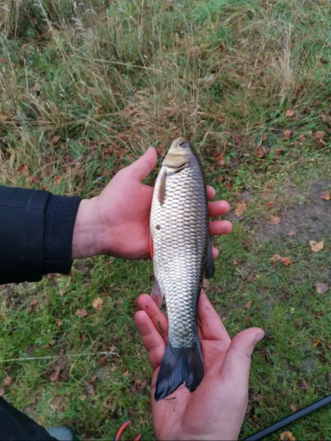Döbel