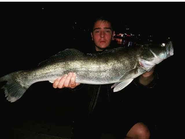 Zander