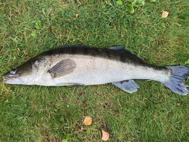 Zander