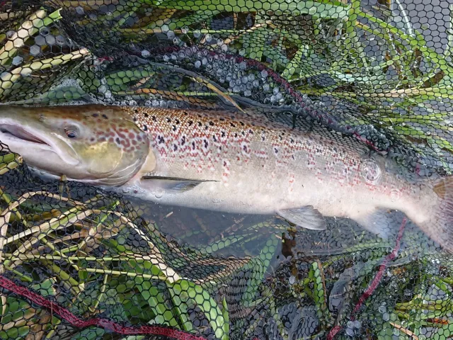 Lachs