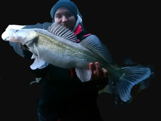 Zander