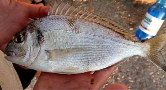 Dorade