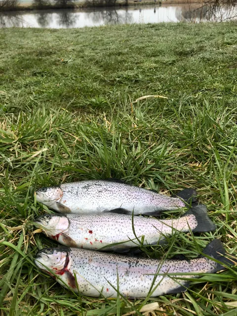 Regenbogenforelle