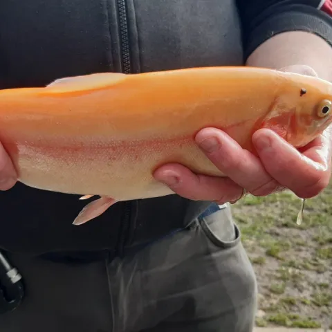 Goldforelle