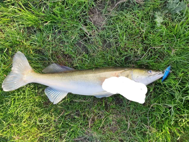 Zander