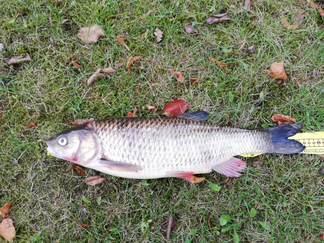 Döbel