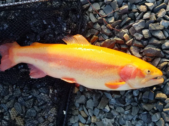 Goldforelle