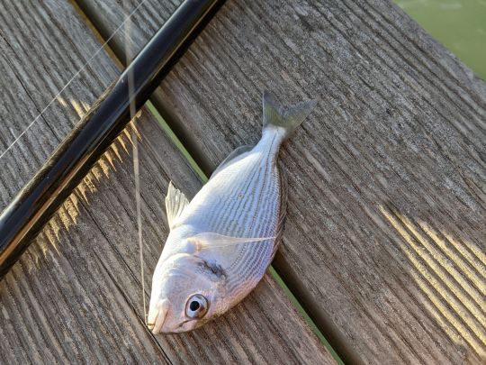 Dorade
