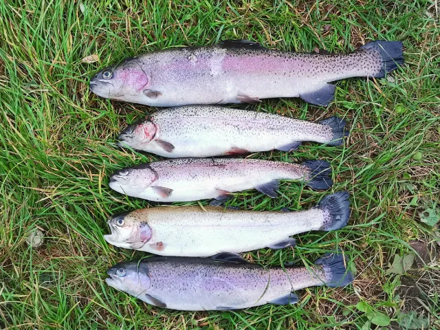 Regenbogenforelle