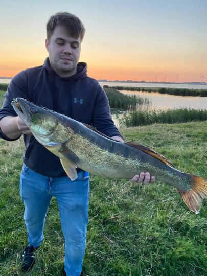 Zander