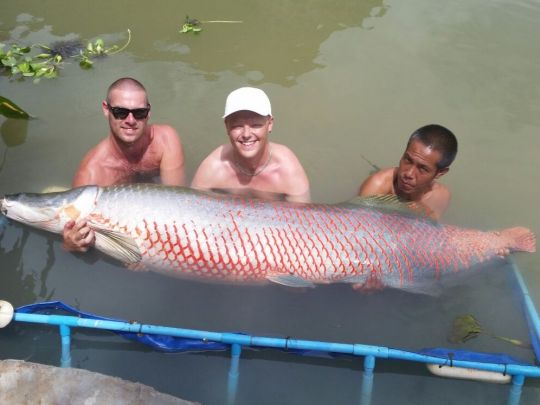 Arapaima