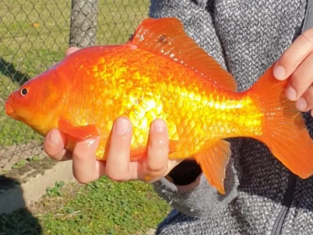 Goldfisch