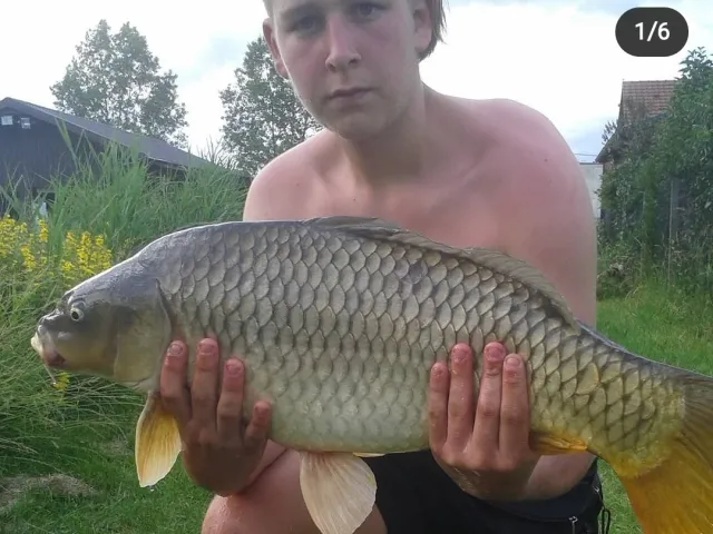 Karpfen