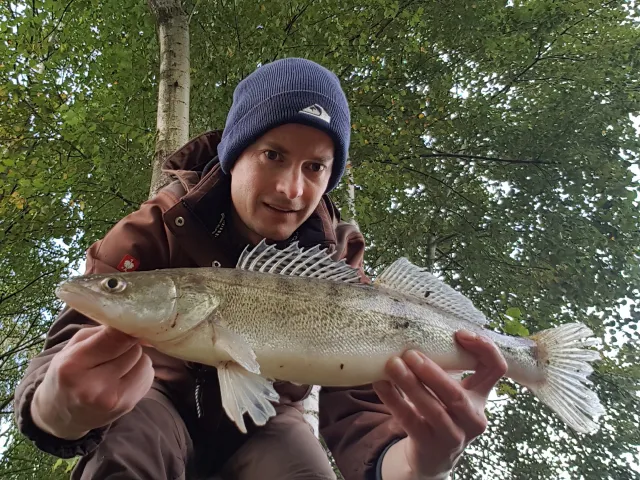Zander