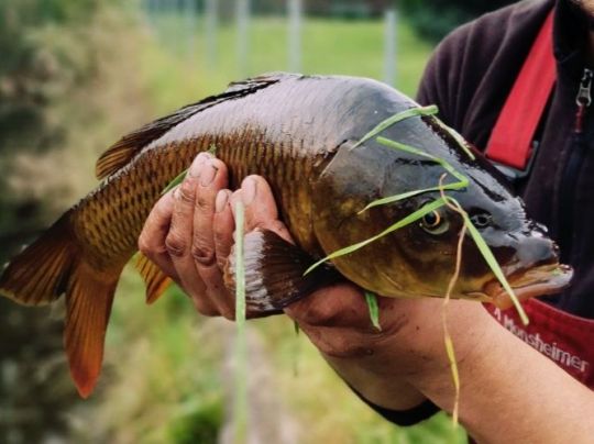 Graskarpfen