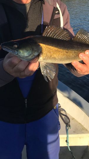 Zander