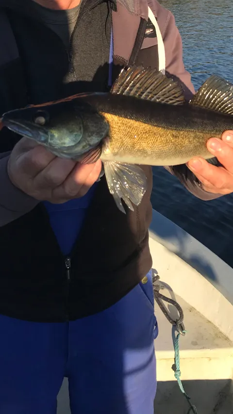 Zander