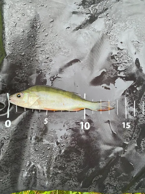 Flussbarsch
