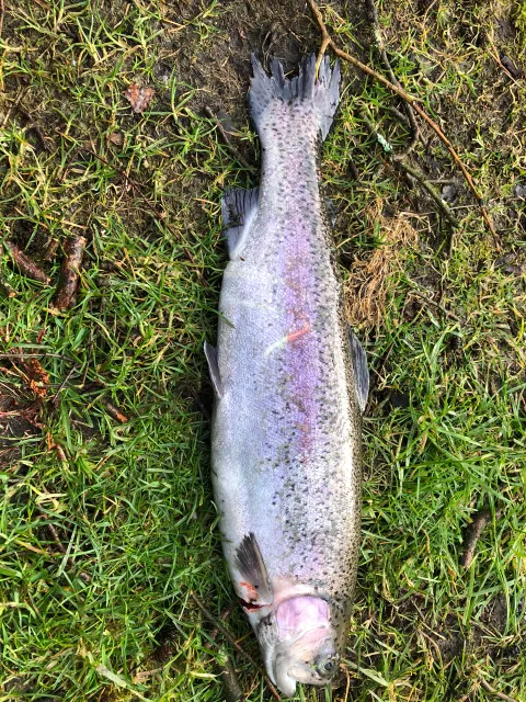 Regenbogenforelle