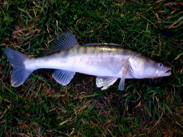 Zander