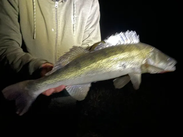 Zander
