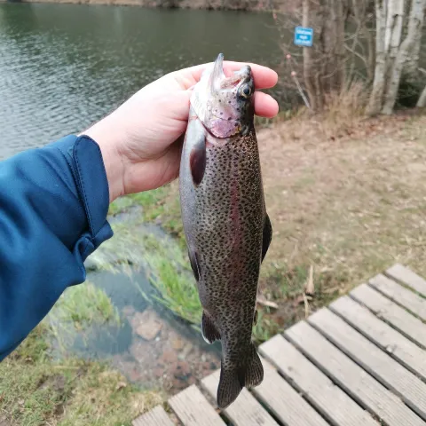 Regenbogenforelle