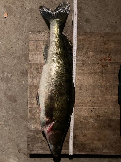 Zander
