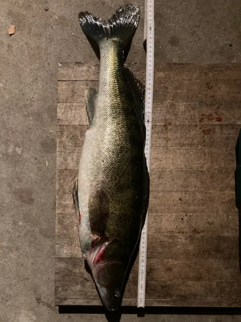 Zander