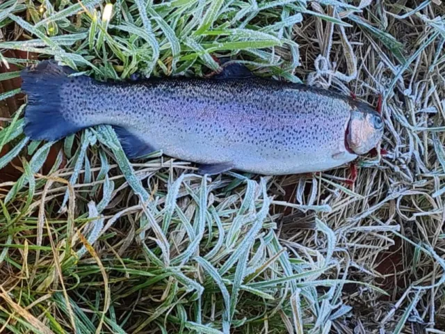 Regenbogenforelle