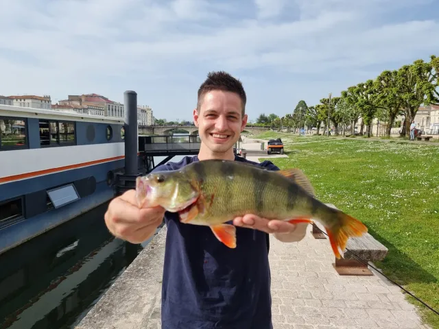 Flussbarsch