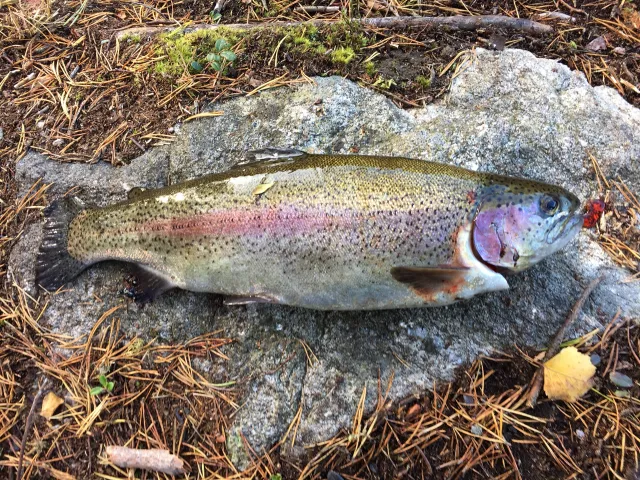 Regenbogenforelle