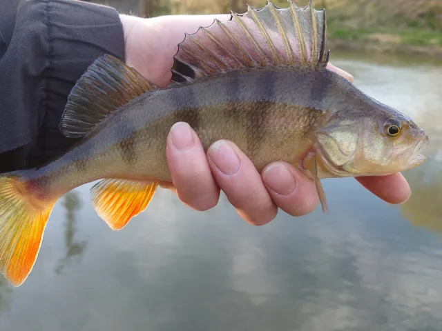 Flussbarsch