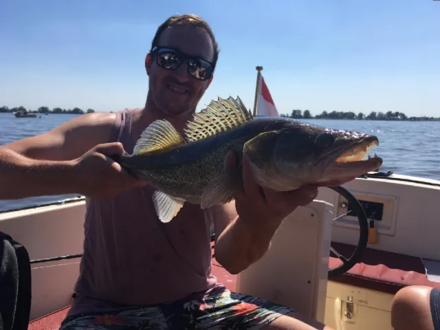 Zander