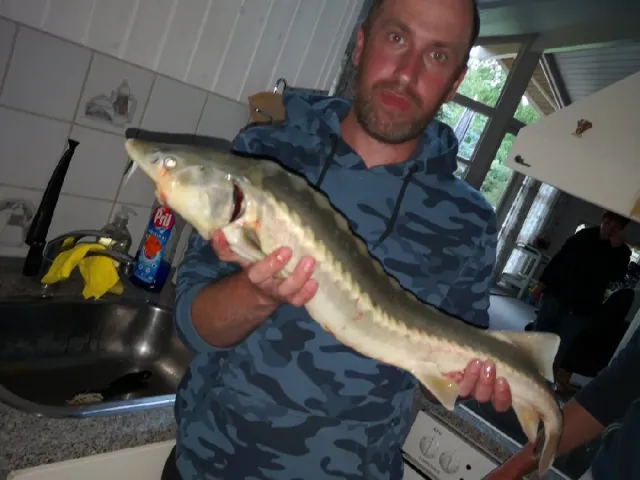 Stör