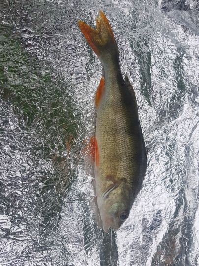 Flussbarsch