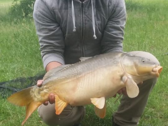Karpfen