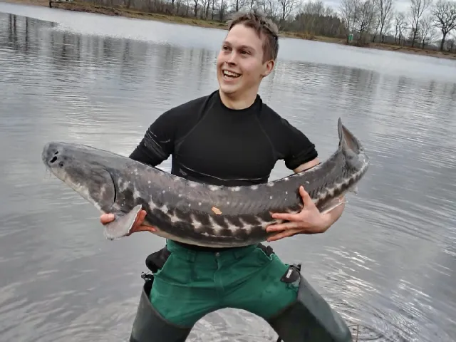Stör