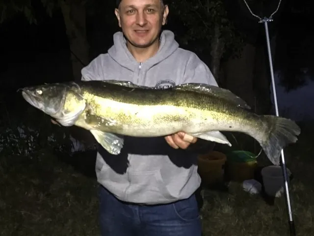 Zander